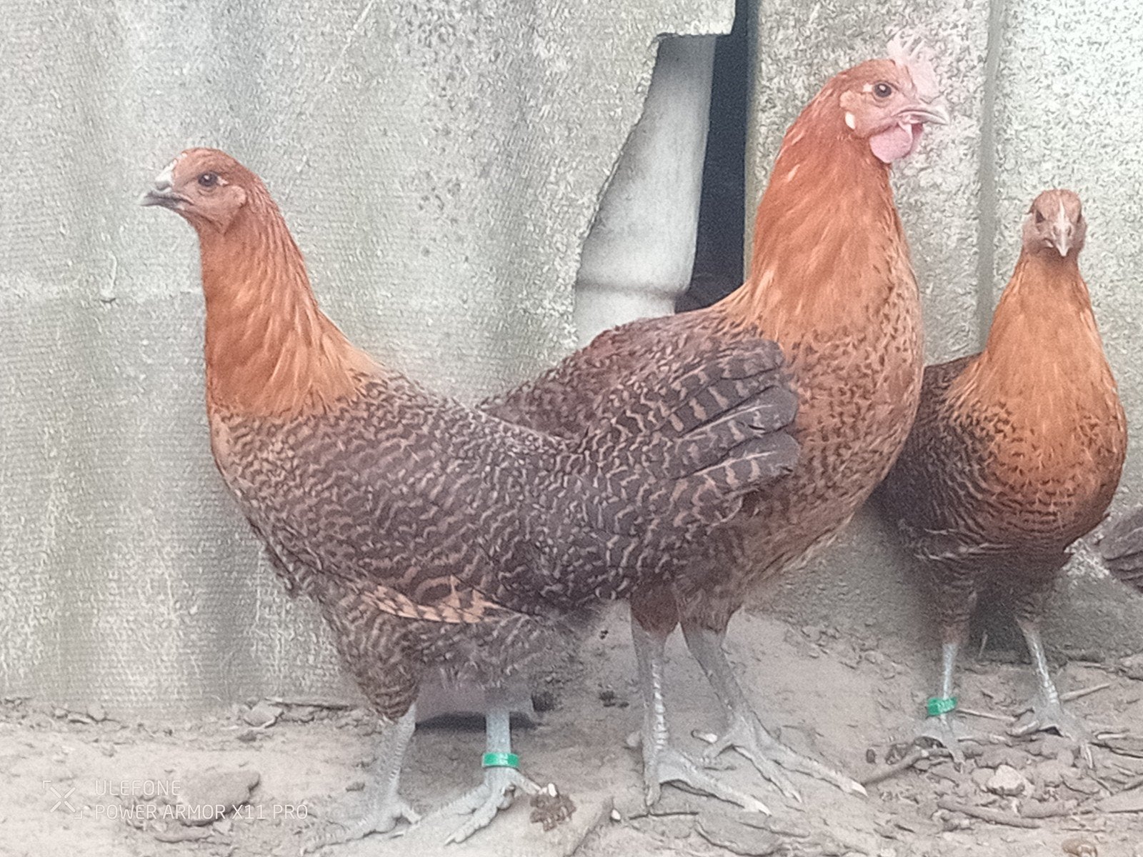 Legkippen, Dieren en Toebehoren, Pluimvee, Meerdere dieren