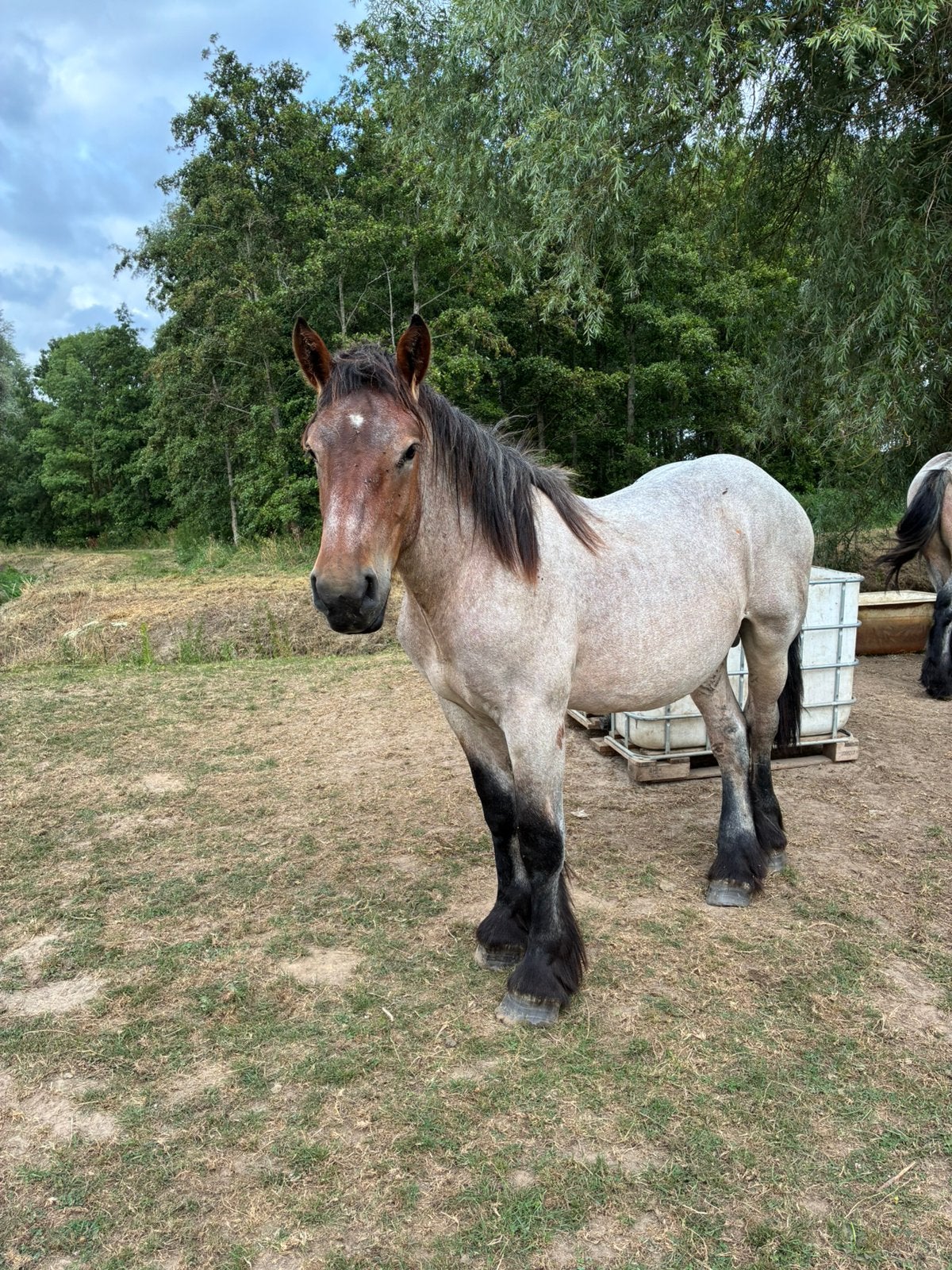 Braaf trekpaard, Hengst
