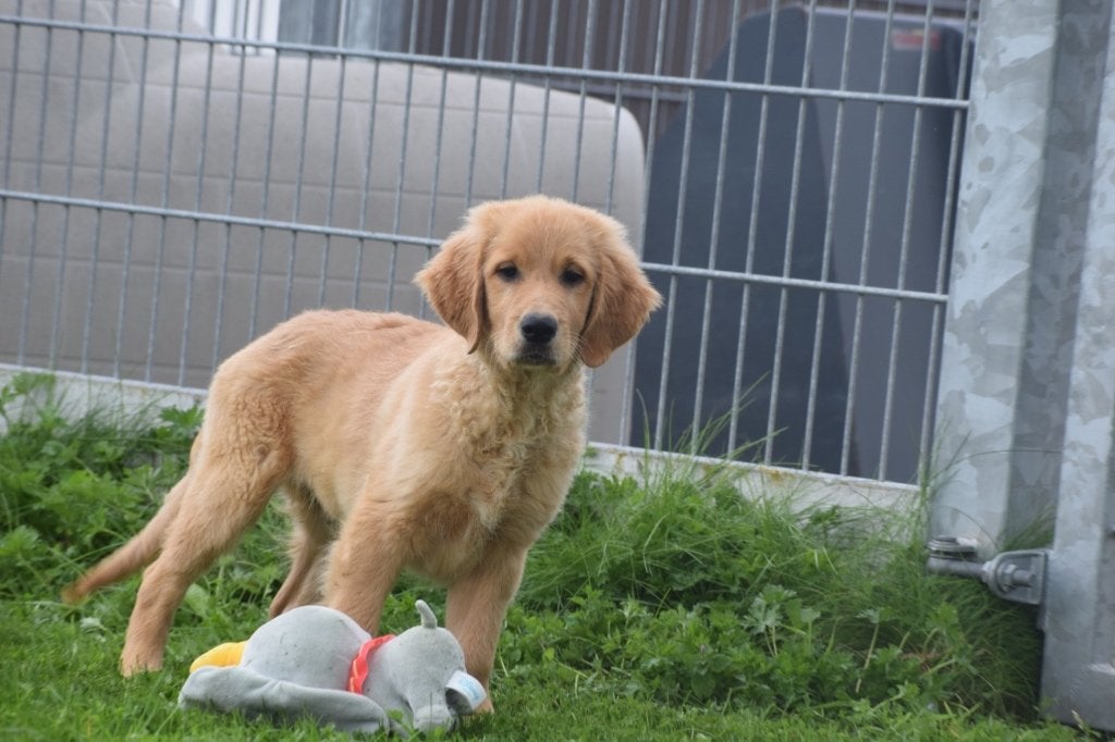 Chiots Golden Retriever, 15 semaines à 1 an, Golden retriever, Plusieurs animaux, Éleveur | Professionnel