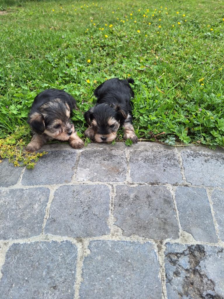 Yorkshire x maltezer pups, Dieren en Toebehoren, Parvo, België, Maltezer, 8 tot 15 weken