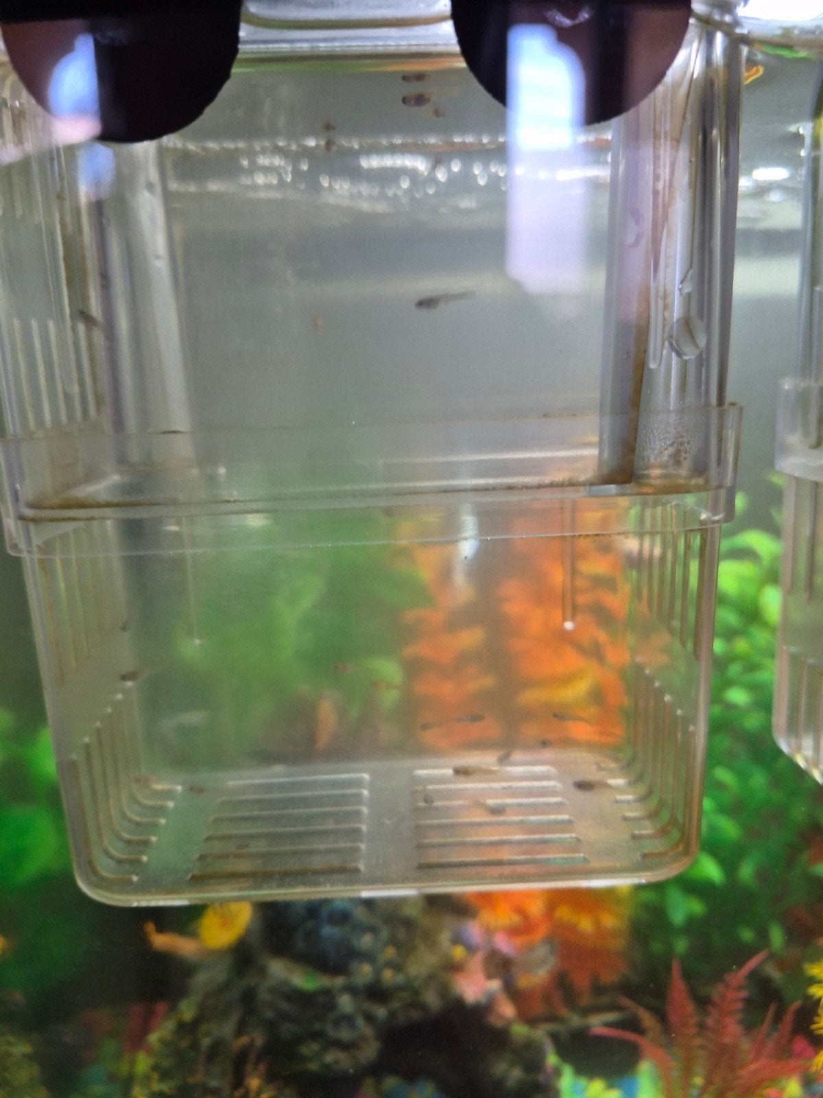 guppy babys