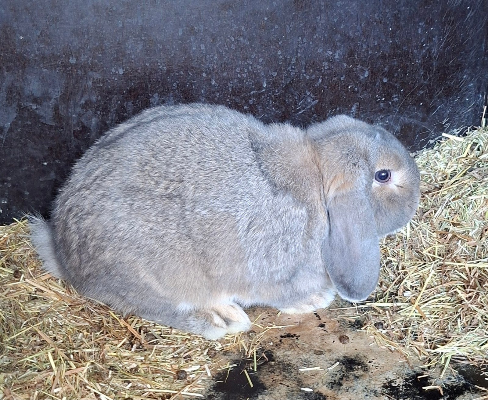 Nederlandse hangoren., Dieren en Toebehoren, Konijnen