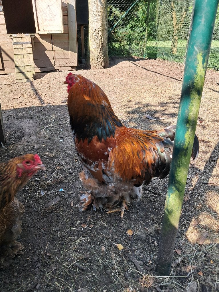 Brahma groothoender haan, Dieren en Toebehoren, Mannelijk, Kip