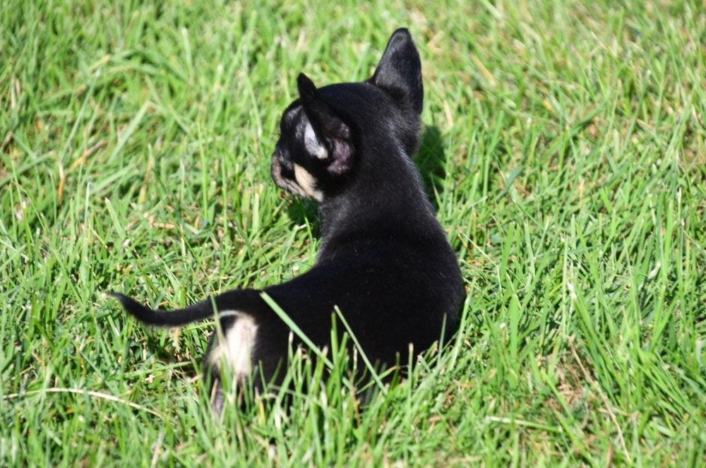 Chihuahua pups te koop (korthaar), België, CDV (hondenziekte), 8 tot 15 weken, Teef
