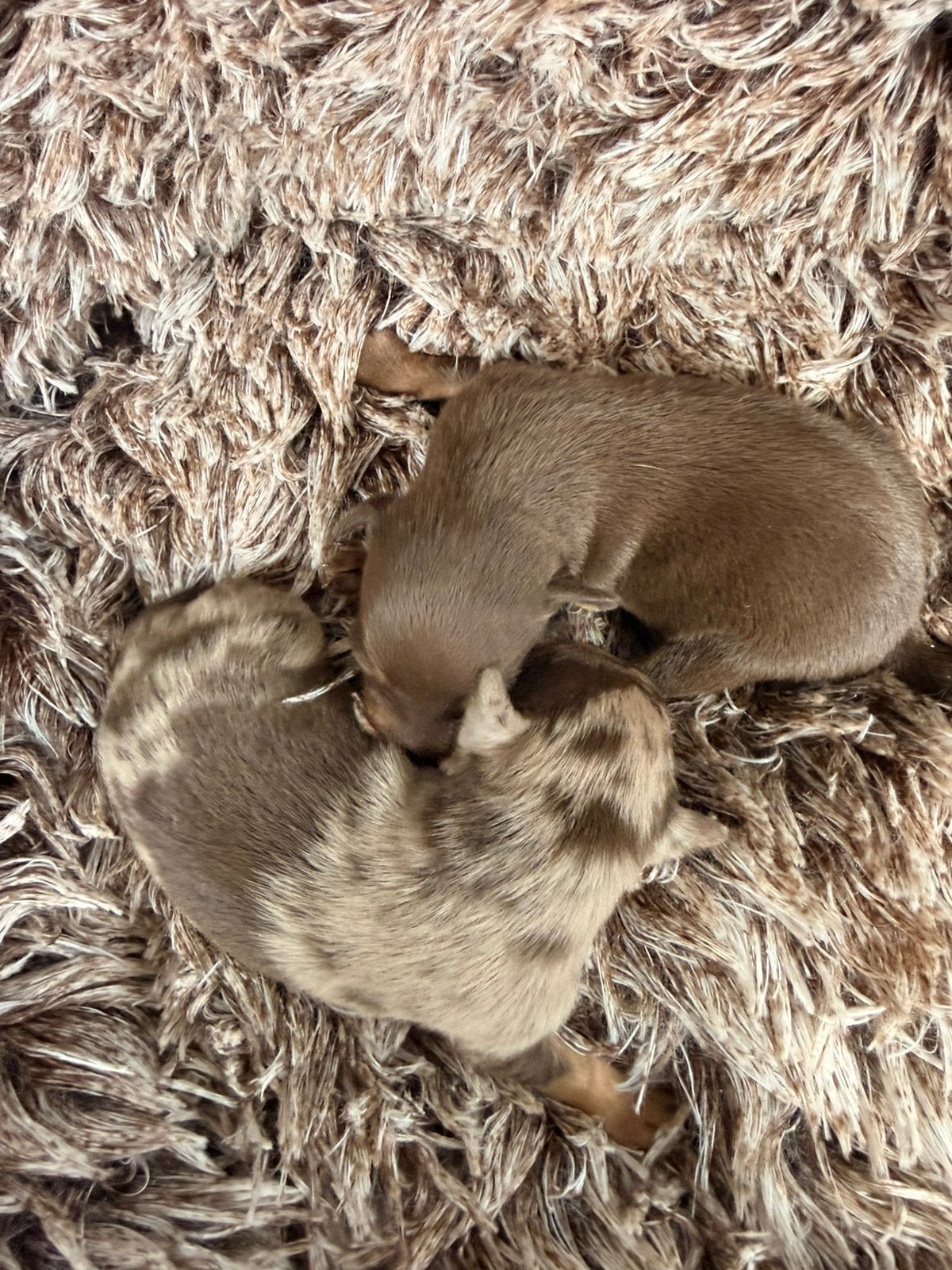 Dwergpinscher pups, Animaux & Accessoires, Maladie de Carré (chiens), Autres races, Plusieurs, Belgique