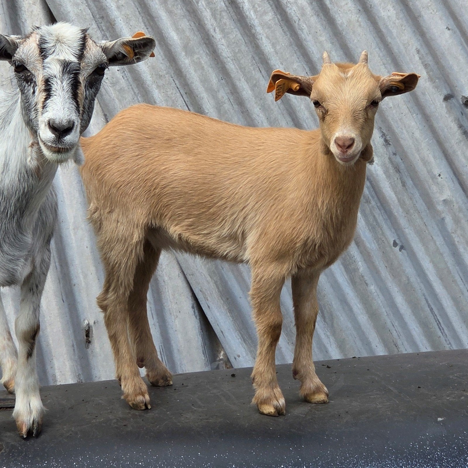 dwerggeitlammetjes miekes, gecastreerde bokjes