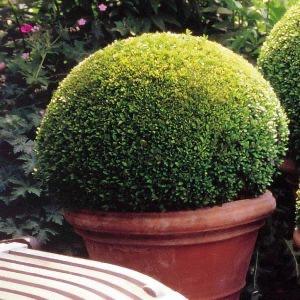 Buxus bollen 75+, Ophalen