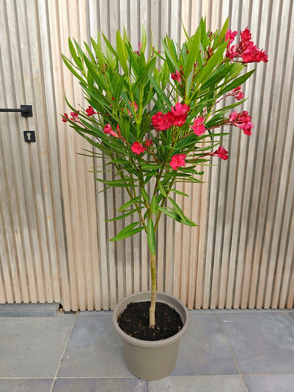 Donkerroze oleander op stam, Tuin en Terras, Overige soorten, 100 tot 250 cm, Zomer, Ophalen