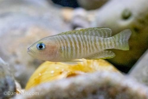 Schelp cichliden (multis) te koop