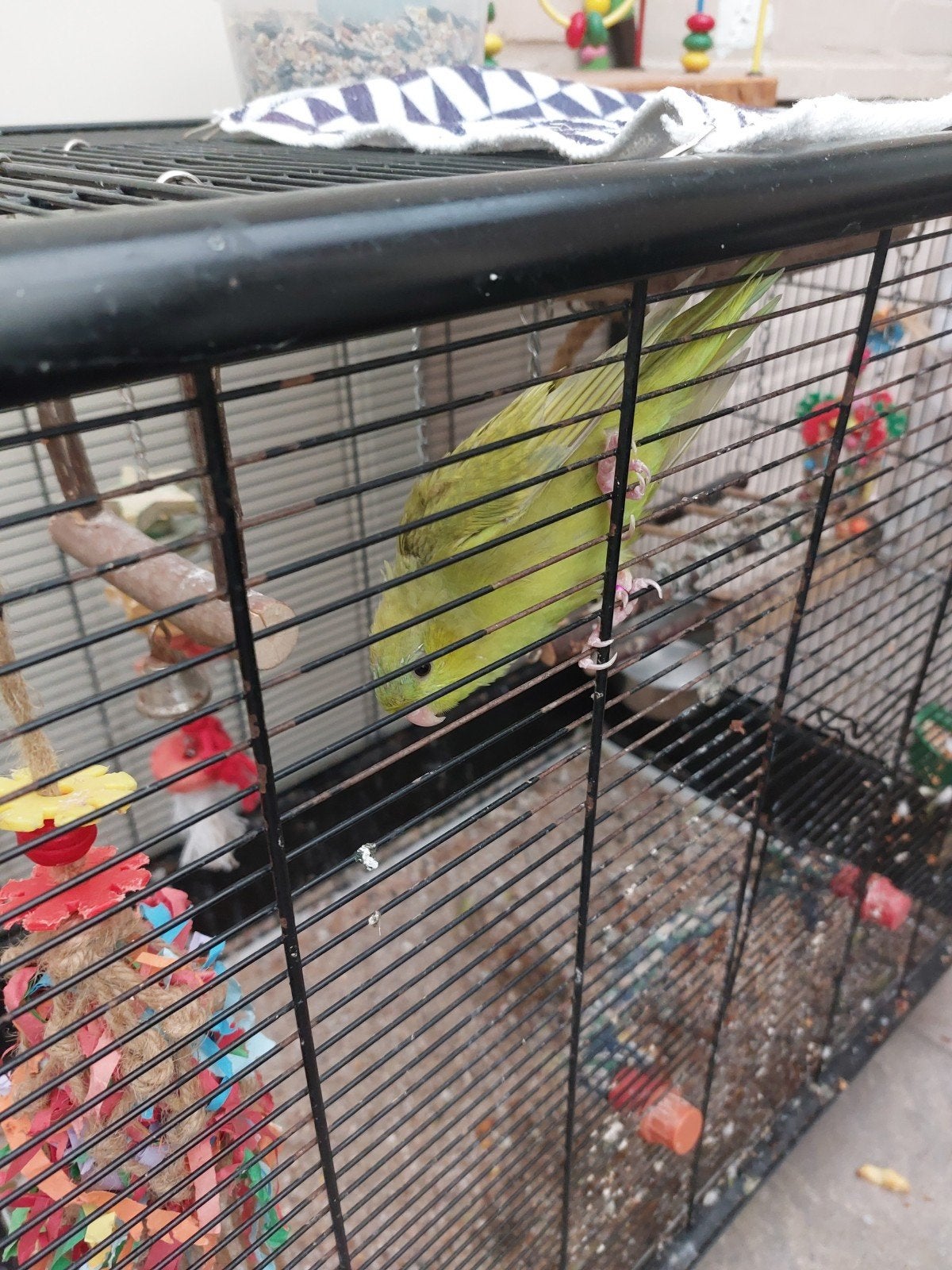 Parkiet van 4 jaar oud met grote kooi en accessoires te koop, Ophalen