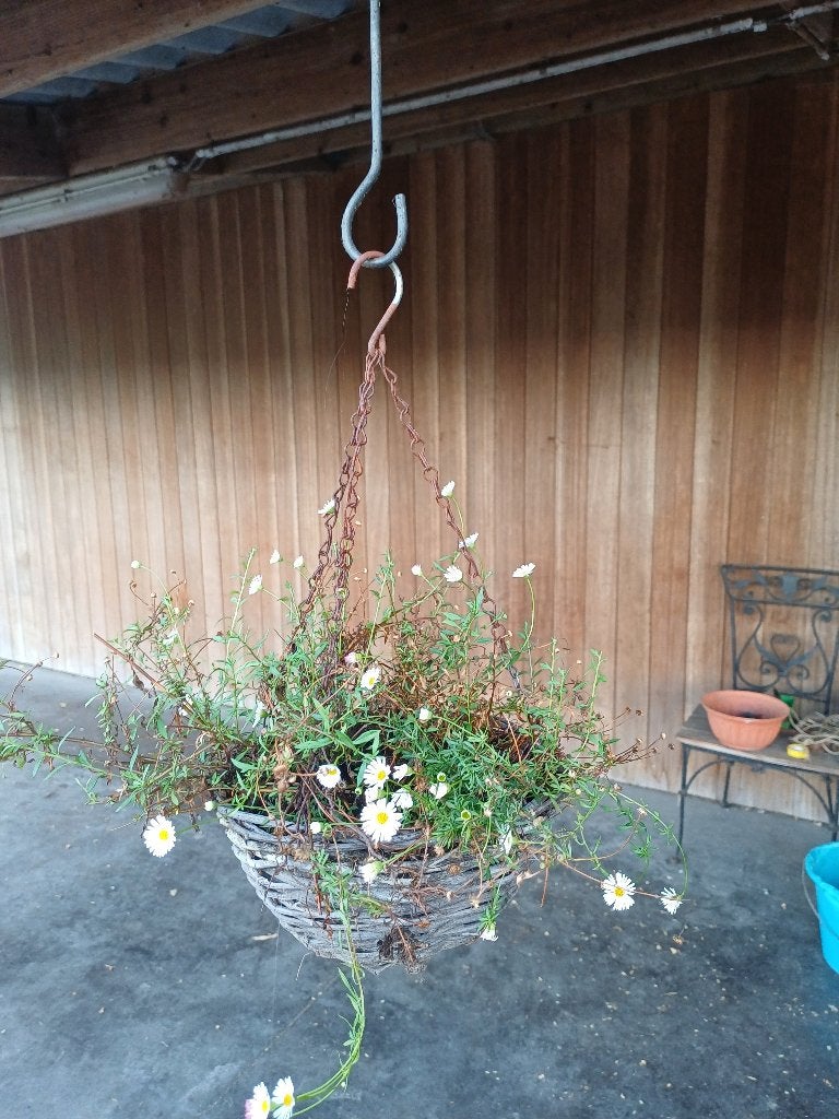 hangmand met eregeron , bloeit heel de zomer, Tuin en Terras, Ophalen, Zomer