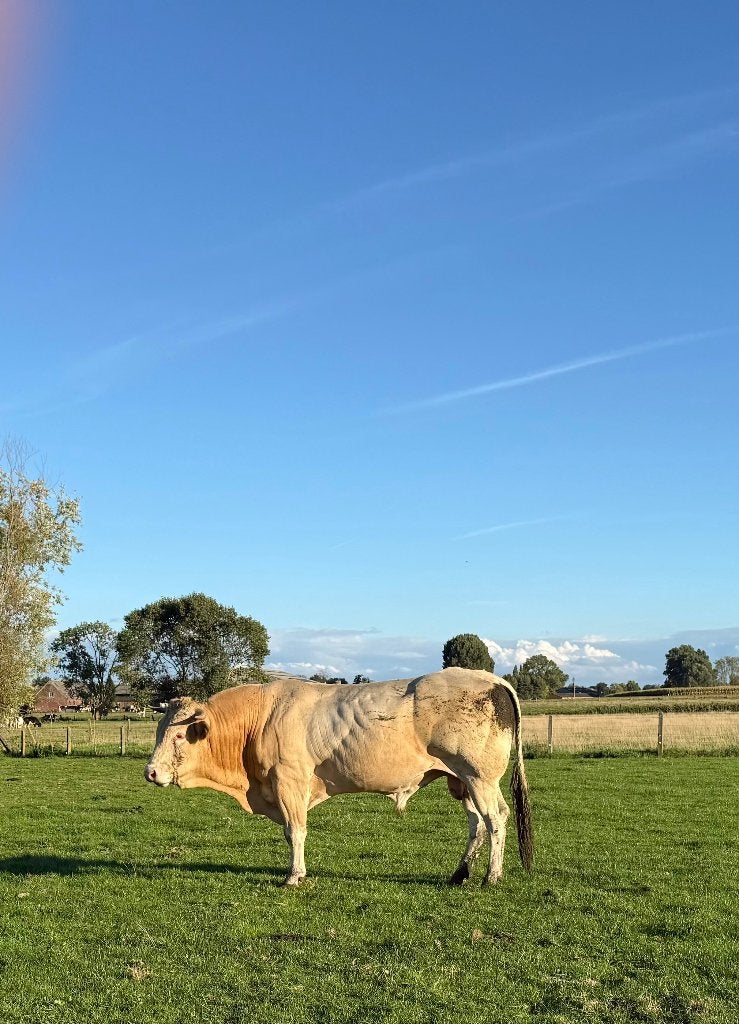 Stier, Mâle
