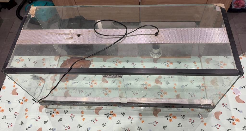 Terrarium, Enlèvement, Terrarium ou Paludarium
