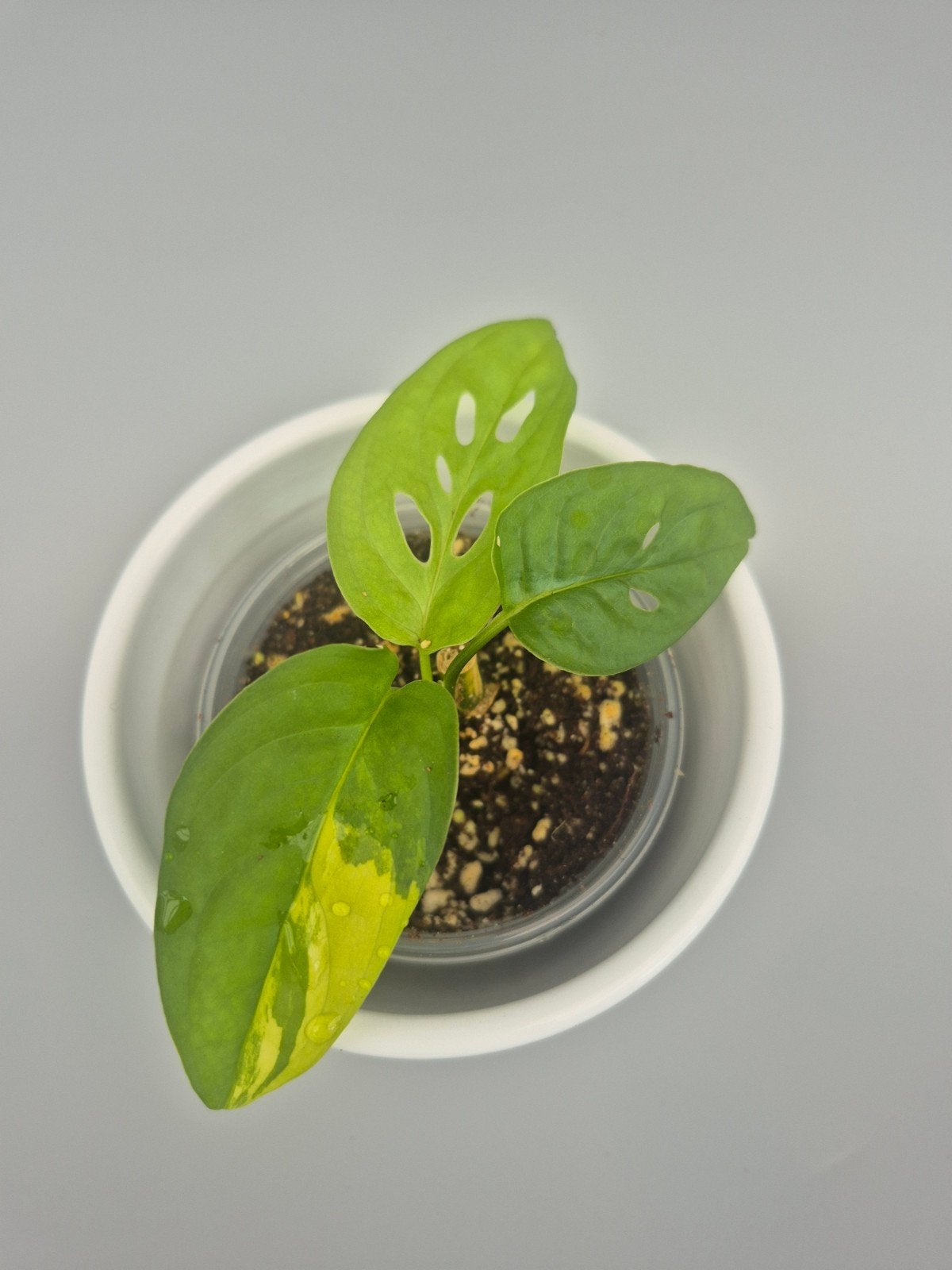 monstera adansonii aurea variegated, Enlèvement ou Envoi