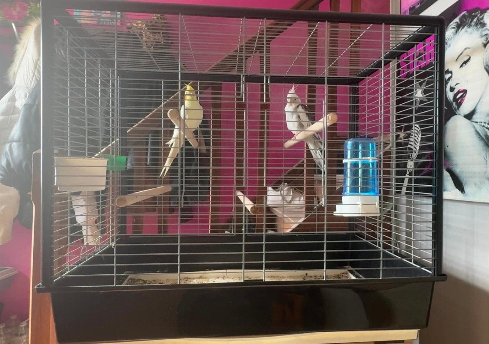 calopsitte male et femelle + cage, Enlèvement