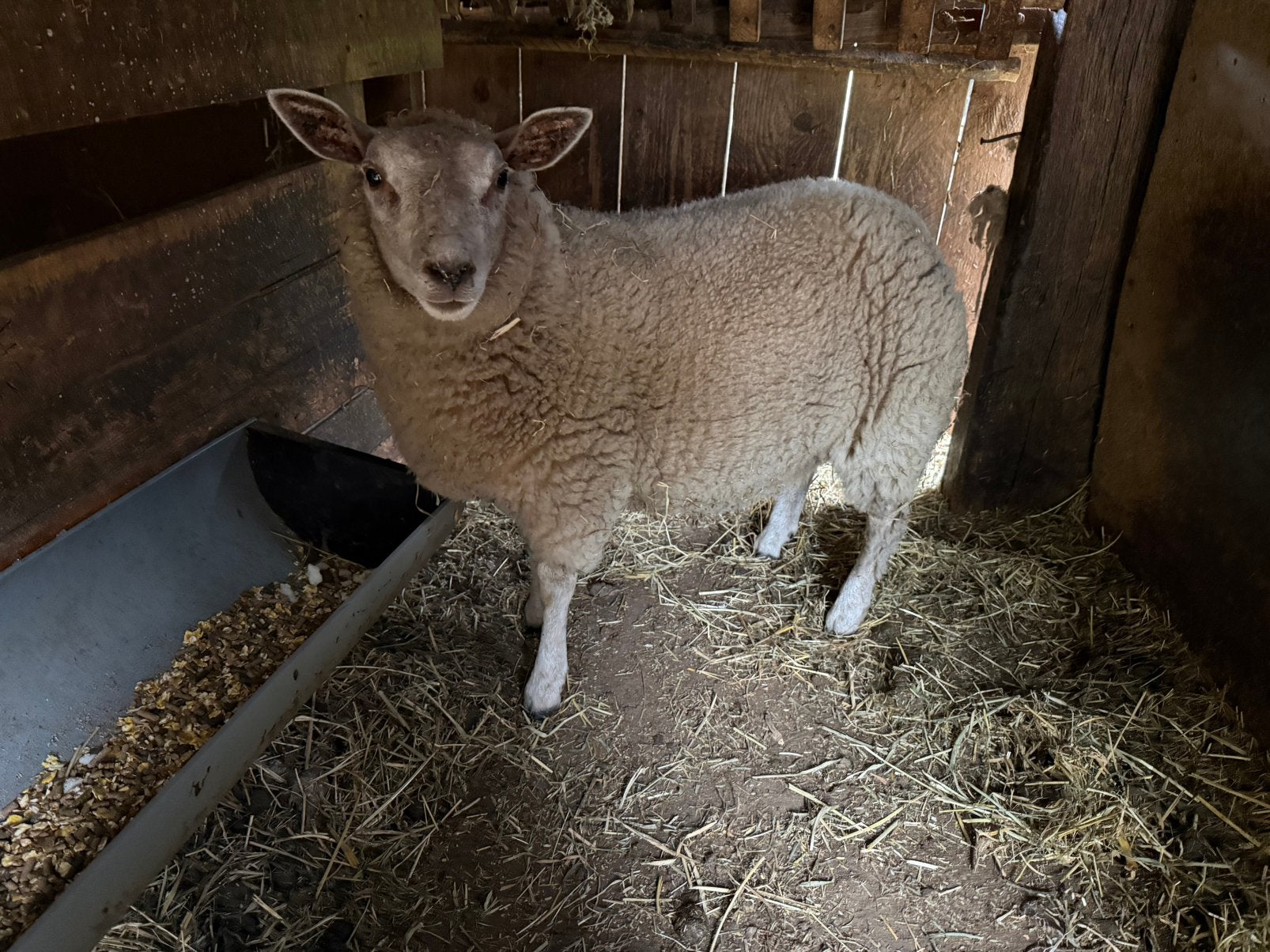 Ooi 5 maand oud, Dieren en Toebehoren, April, Vrouwelijk