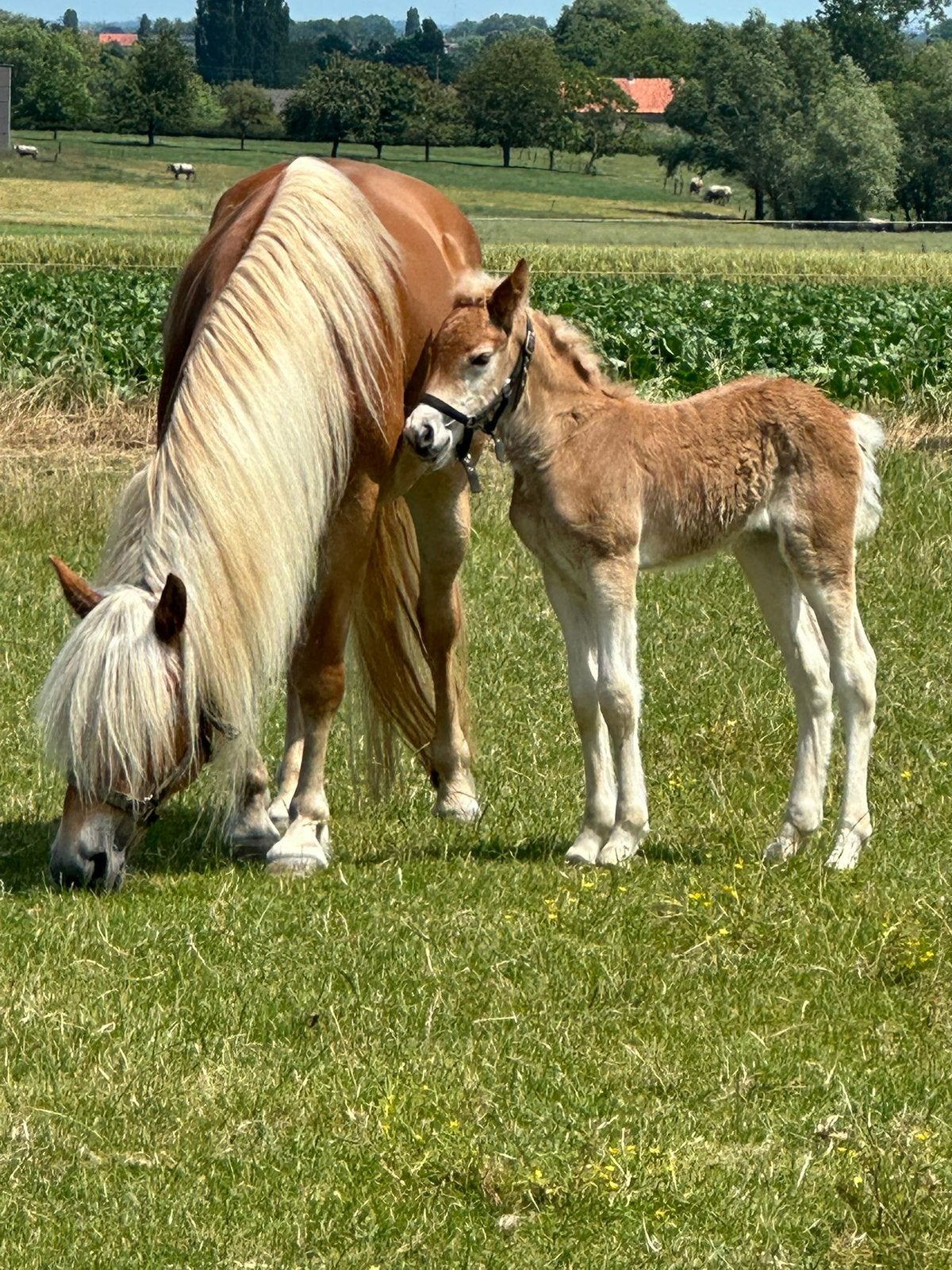 Haflinger merrieveulen, Avec pedigree, Moins de 160 cm, 0 à 2 ans, Non dressé