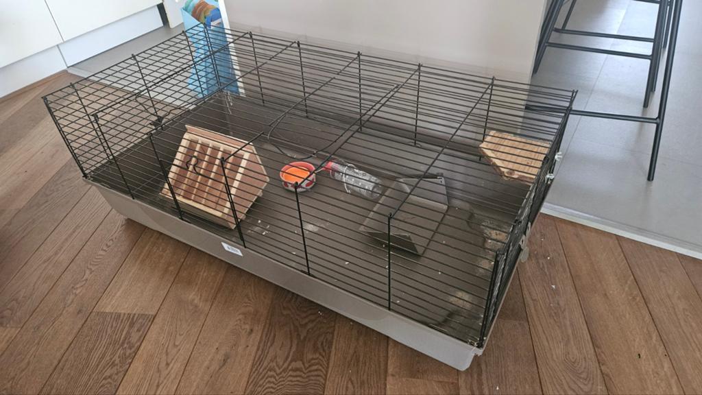 Cavia kooi, Enlèvement, Utilisé, 110 cm ou plus