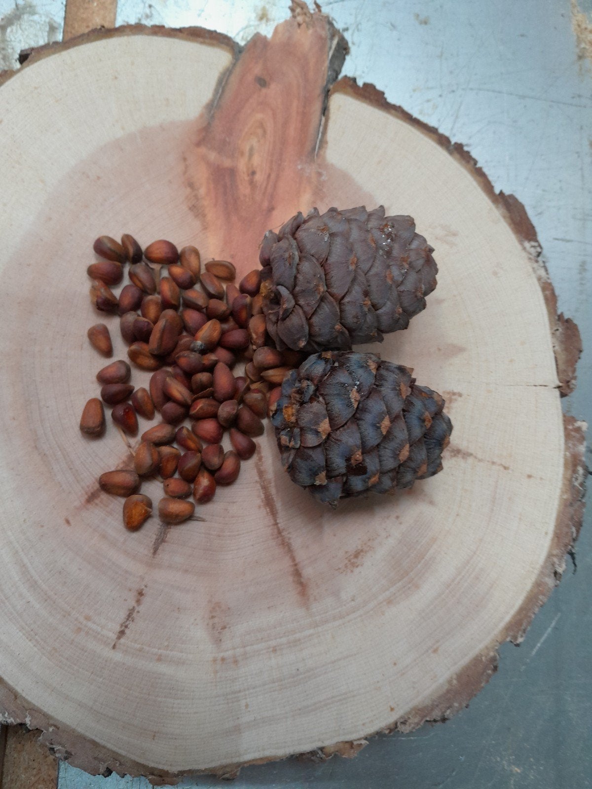 alpensteenden zaden, Tuin en Terras, Ophalen, Zaad