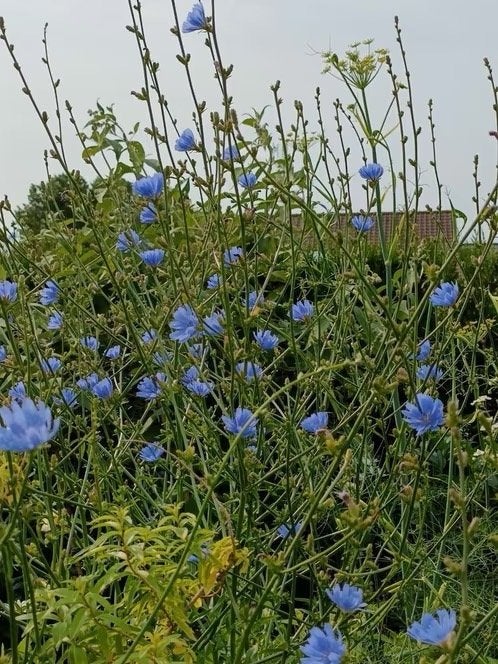 1 grote plant wilde cichorei in pot gestoken bloei volg jaar, Tuin en Terras, Volle zon, Vaste plant, Zomer, Ophalen
