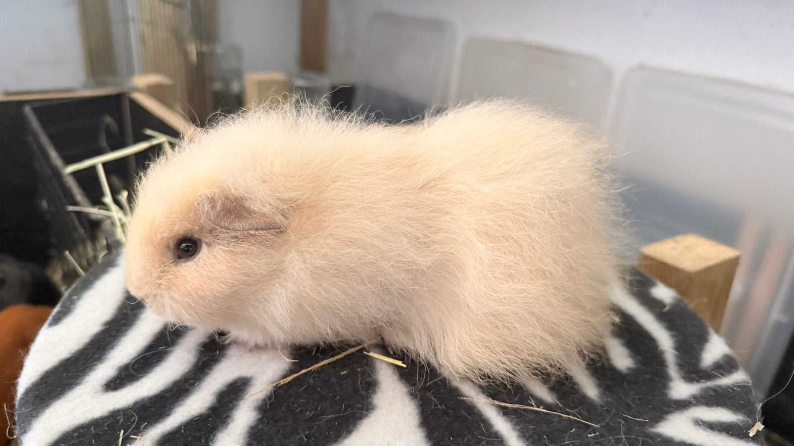 Cavia, cobaye femelle Ch Teddy crème, Animaux & Accessoires, Enlèvement, Cobaye