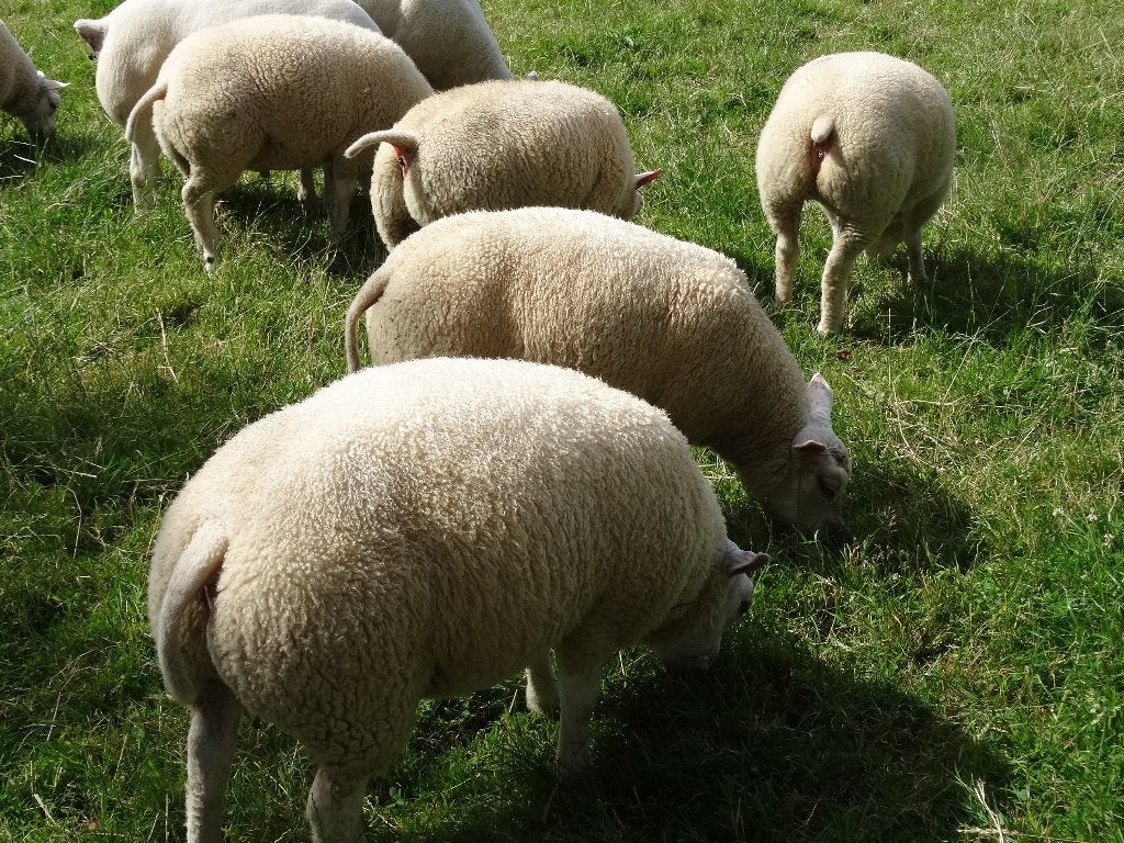 Dekrammen te koop, Mannelijk, Schaap, 0 tot 2 jaar