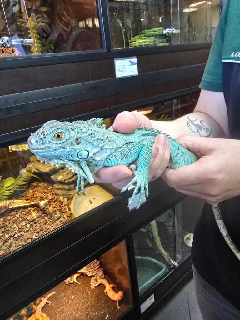 Prachtige nakweek leguanen (iguana Iguana) blauw, Amfibie