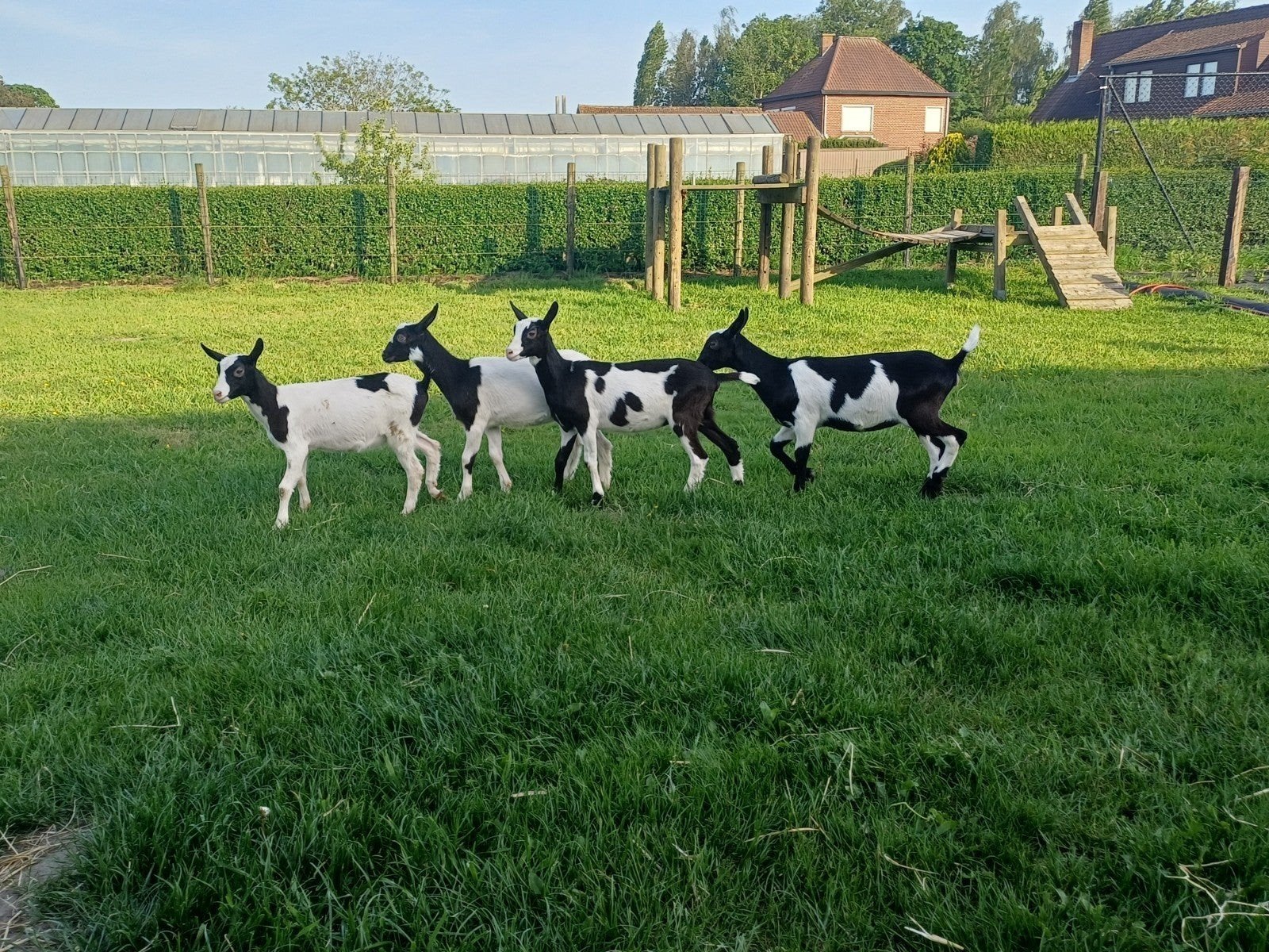 Vrouwelijke bonte melkgeiten lammeren, Femelle, Chèvre, 0 à 2 ans