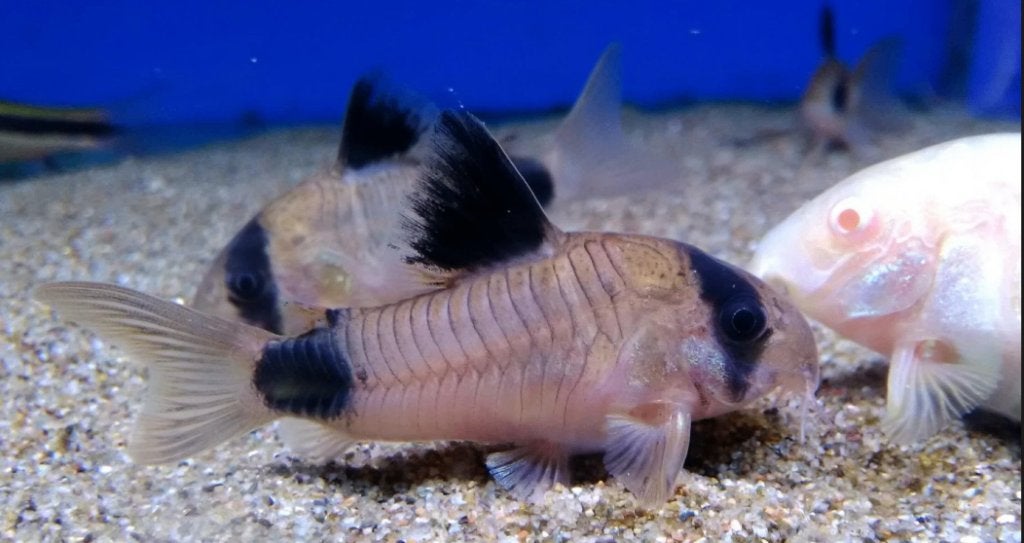 Panda Cory's (halfwas) +/- 3 cm