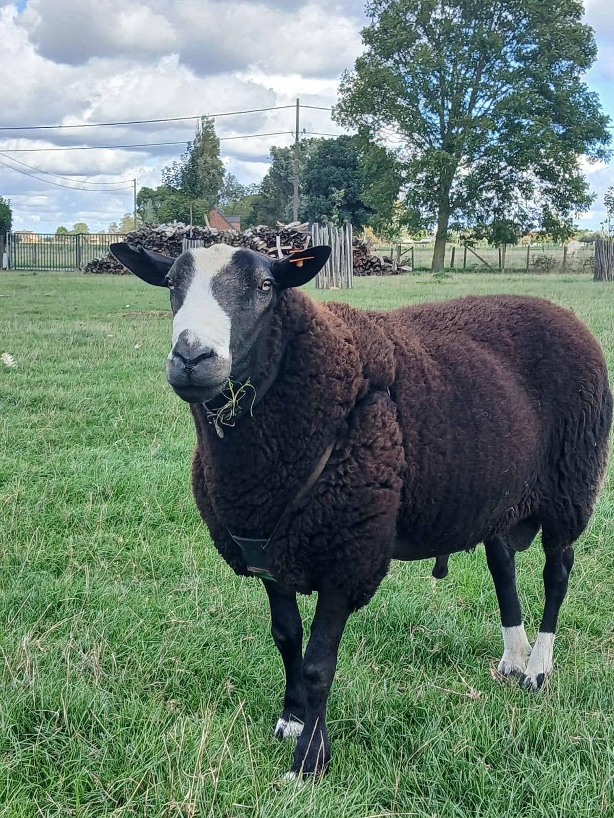 zwartbles dekram