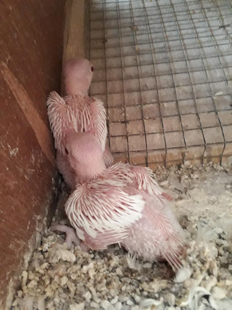 Perruches à collier albino pour eam, Perruche, Domestique