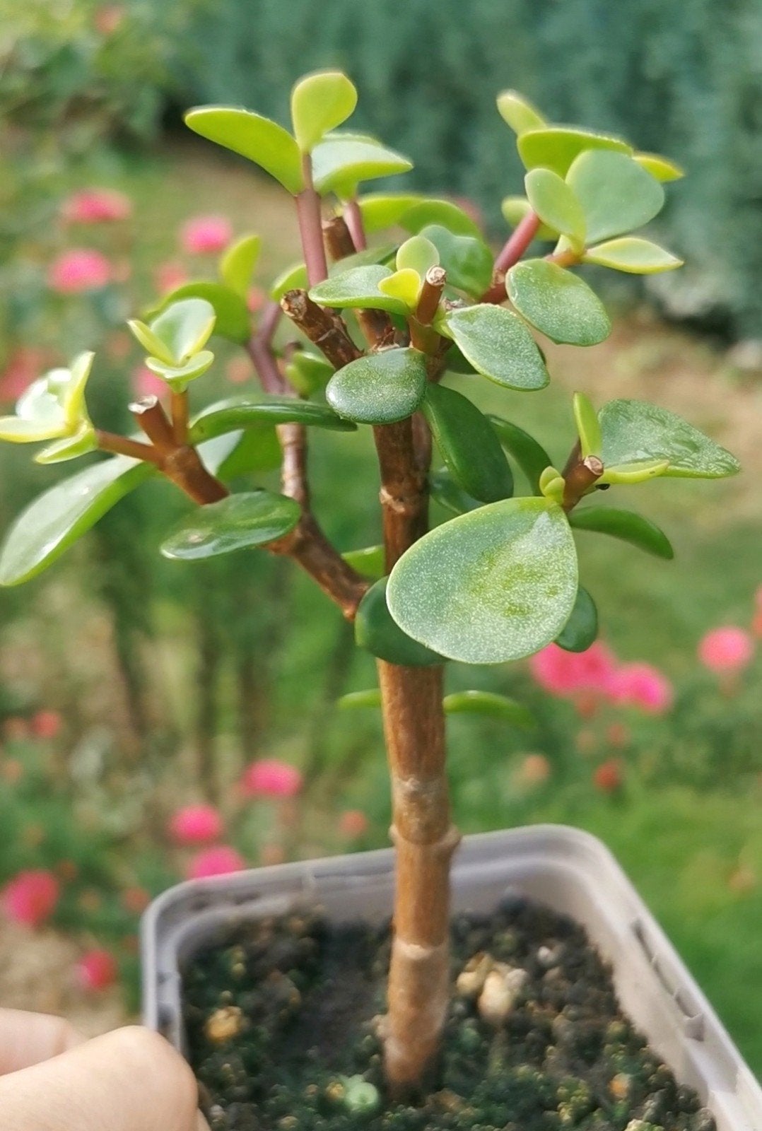 Gezonde Spekboom / Olifantenstruik  - Vetplant, Tuin en Terras, Ophalen