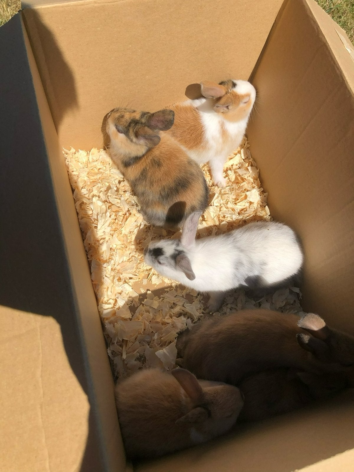 Dwergkonijntjes te koop, Plusieurs animaux, Petit, 0 à 2 ans