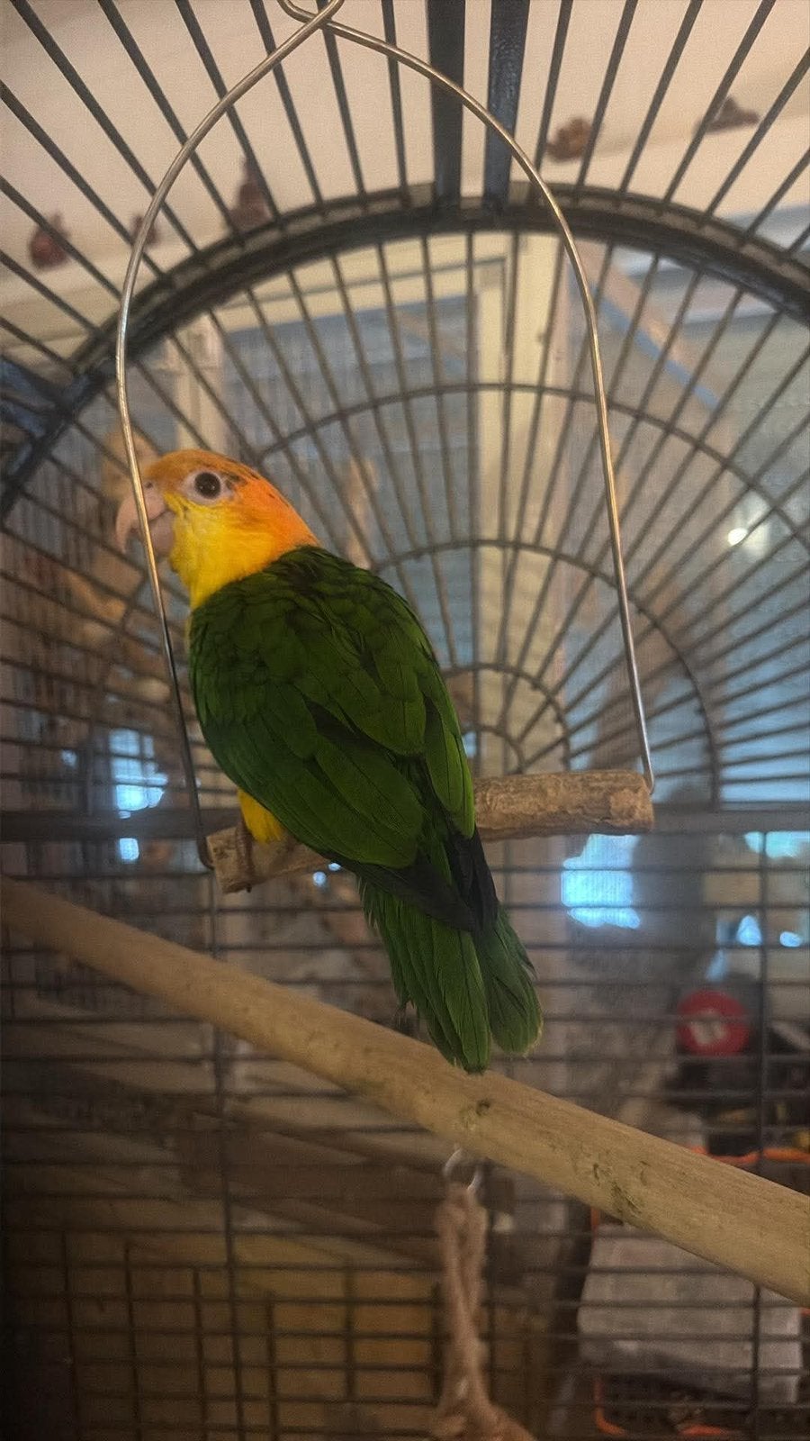 Roestkop caique van diet jaar handtam, Dieren en Toebehoren, Papegaai, Tam