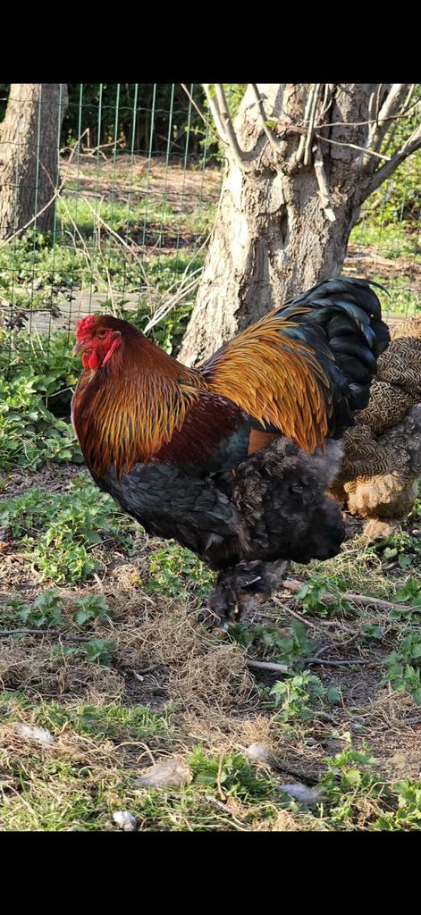 Brahma