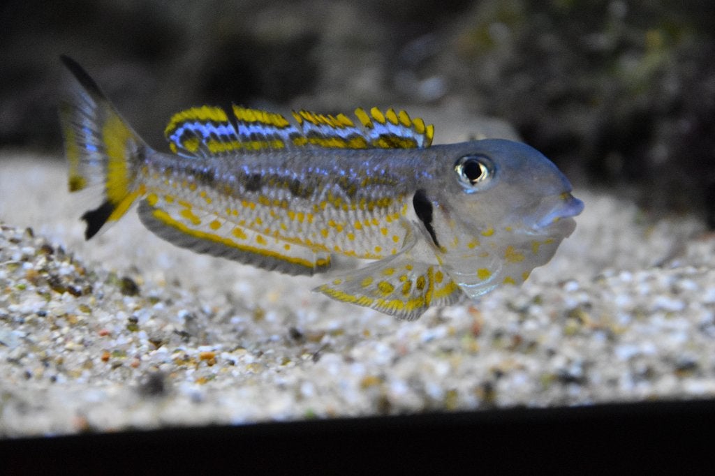 Xenotilapia singularis Mzuri, Dieren en Toebehoren, Vis, Zoetwatervis