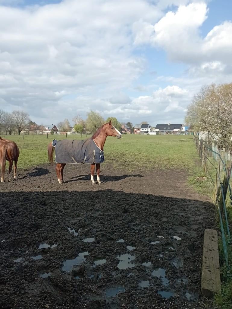 Te koop: Springpaard, Merrie, Springpaard, 170 tot 175 cm, 7 tot 10 jaar