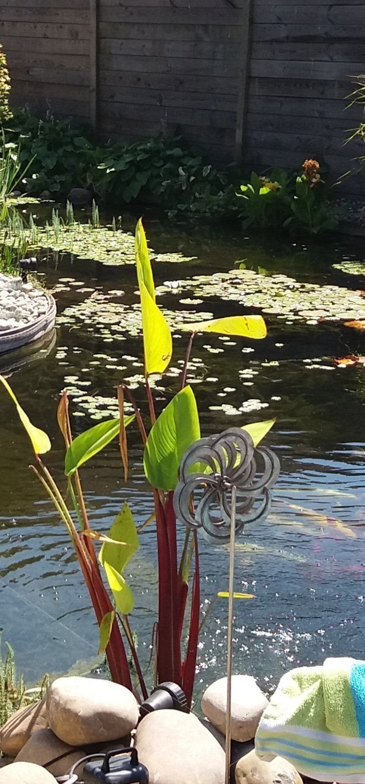 vijverplanten, Ophalen