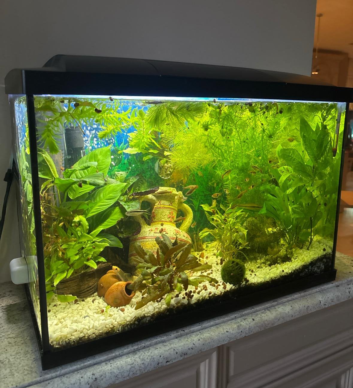 Volledige aquarium te koop met vissen en planten., Dieren en Toebehoren, Ophalen, Zo goed als nieuw
