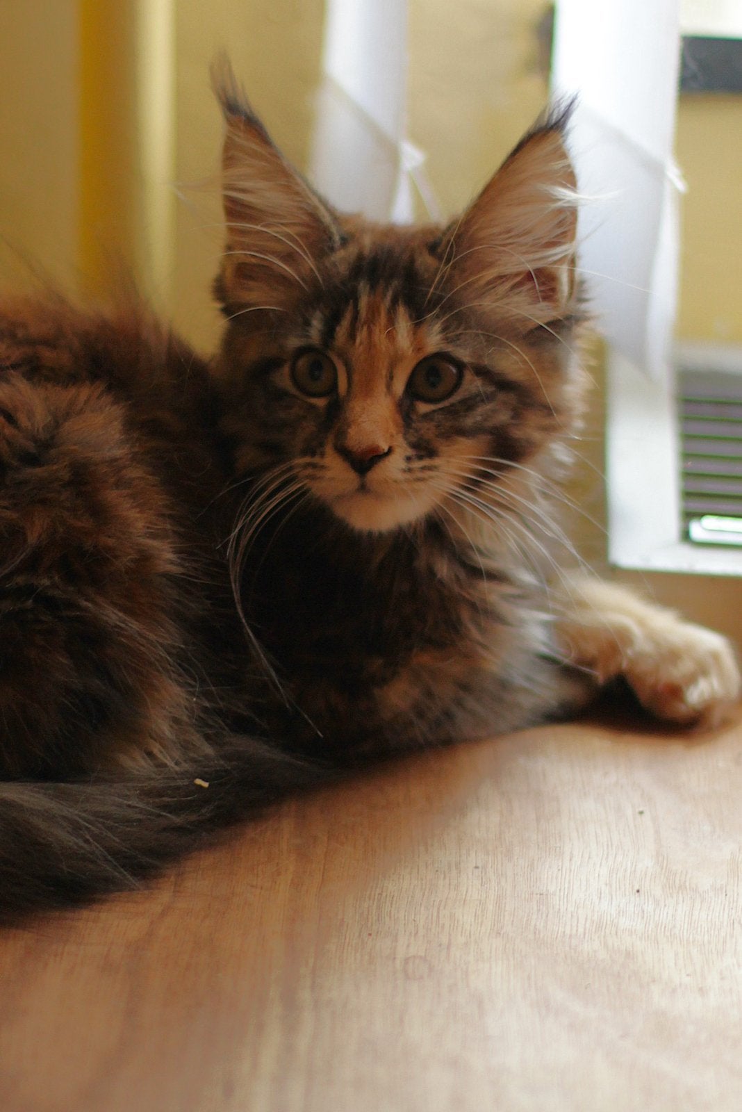 Maine Coon poesje: officiële stamboom, kampioensbloedlijnen, Plusieurs animaux, Avec pedigree, 0 à 2 ans