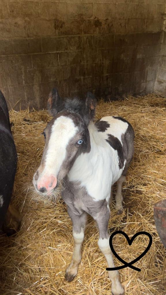 Qyros poulain irish cob a réserver, Poney de récréation, L, Poney D (1.37 m à 1.48m), Étalon