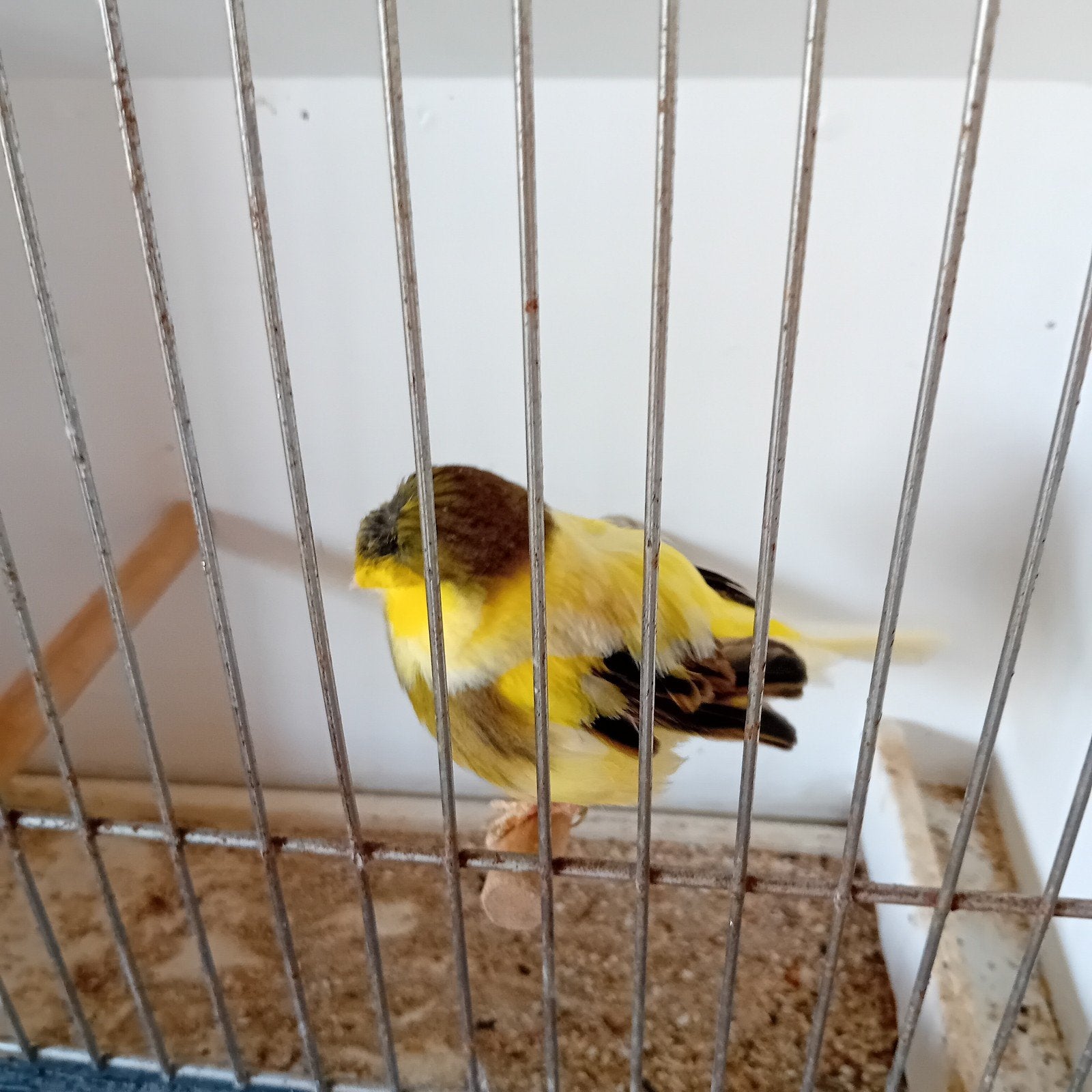 Gloster man kuif, 2024, 7€, (4), Dieren en Toebehoren, Vogels | Kanaries