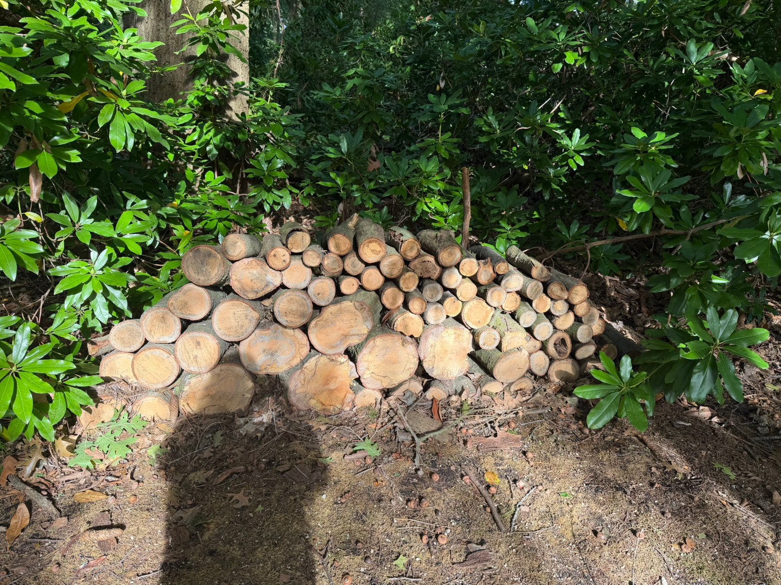 Grote partij brandhout / loofhout – volledige stapel, Ophalen