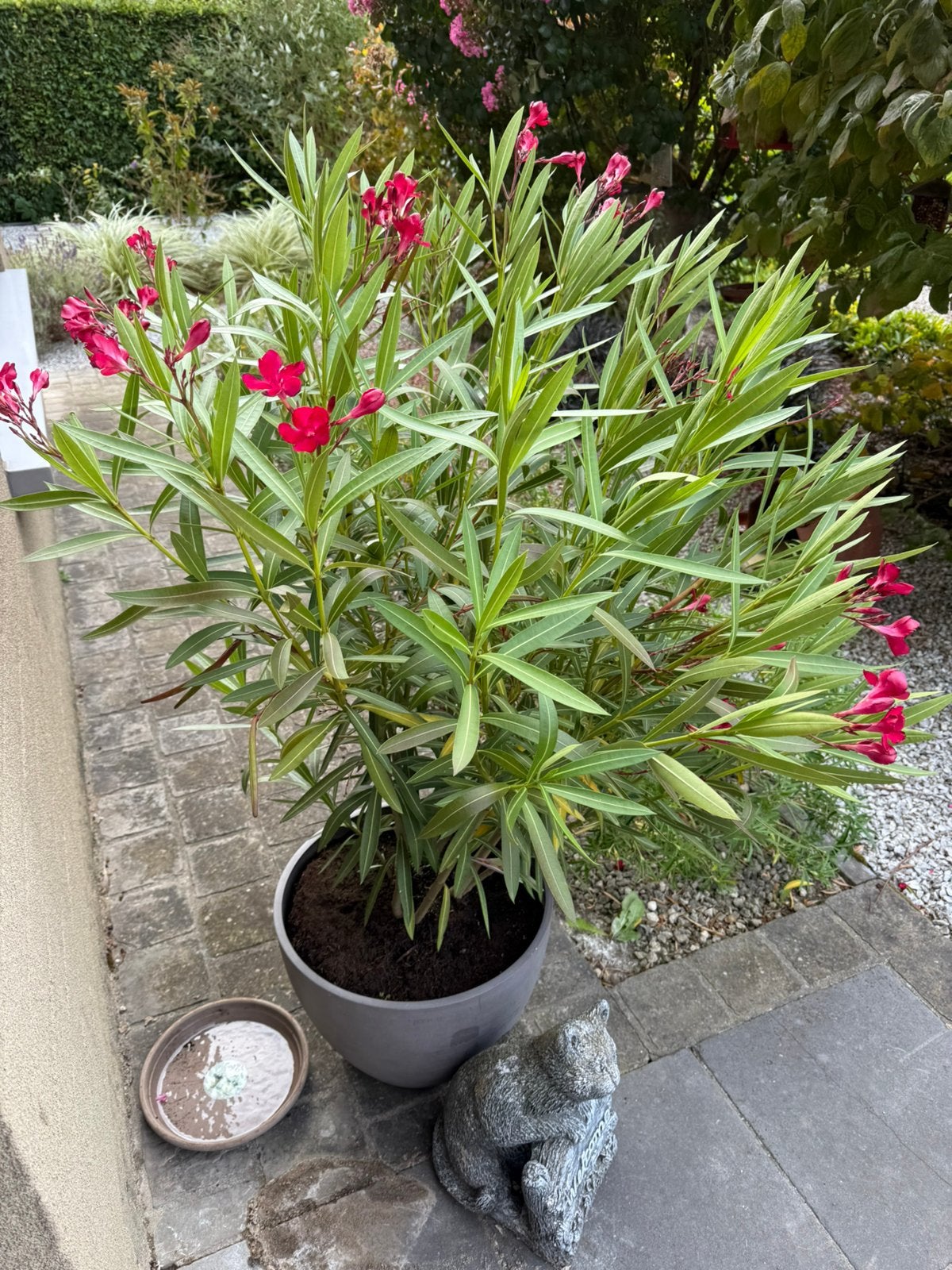 oleander, Ophalen, Zomer, Vaste plant