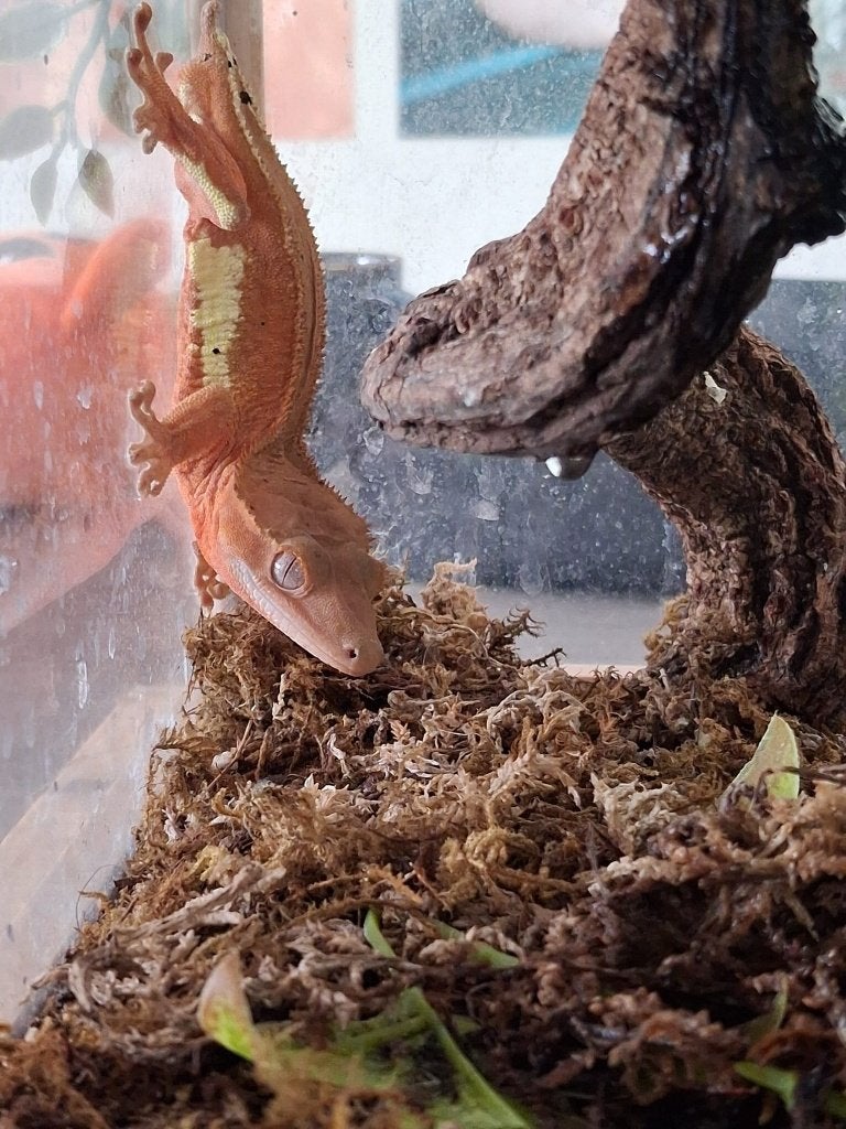 Wimpergecko, Gecko, crested gecko, Animaux & Accessoires, Reptiles & Amphibiens, Autres espèces, 0 à 2 ans