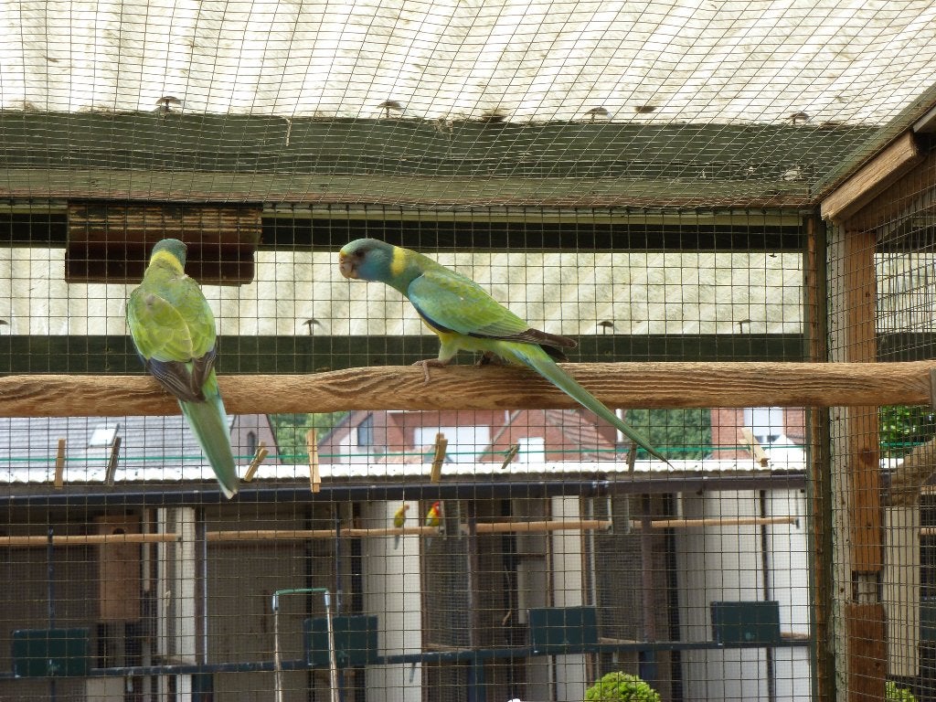 cloncurry, Dieren en Toebehoren, Meerdere dieren, Parkiet