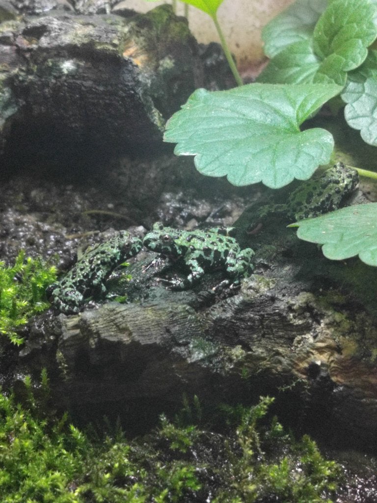 Chinese vuurbuikpad, Dieren en Toebehoren, Reptielen en Amfibieën, Amfibie, 0 tot 2 jaar