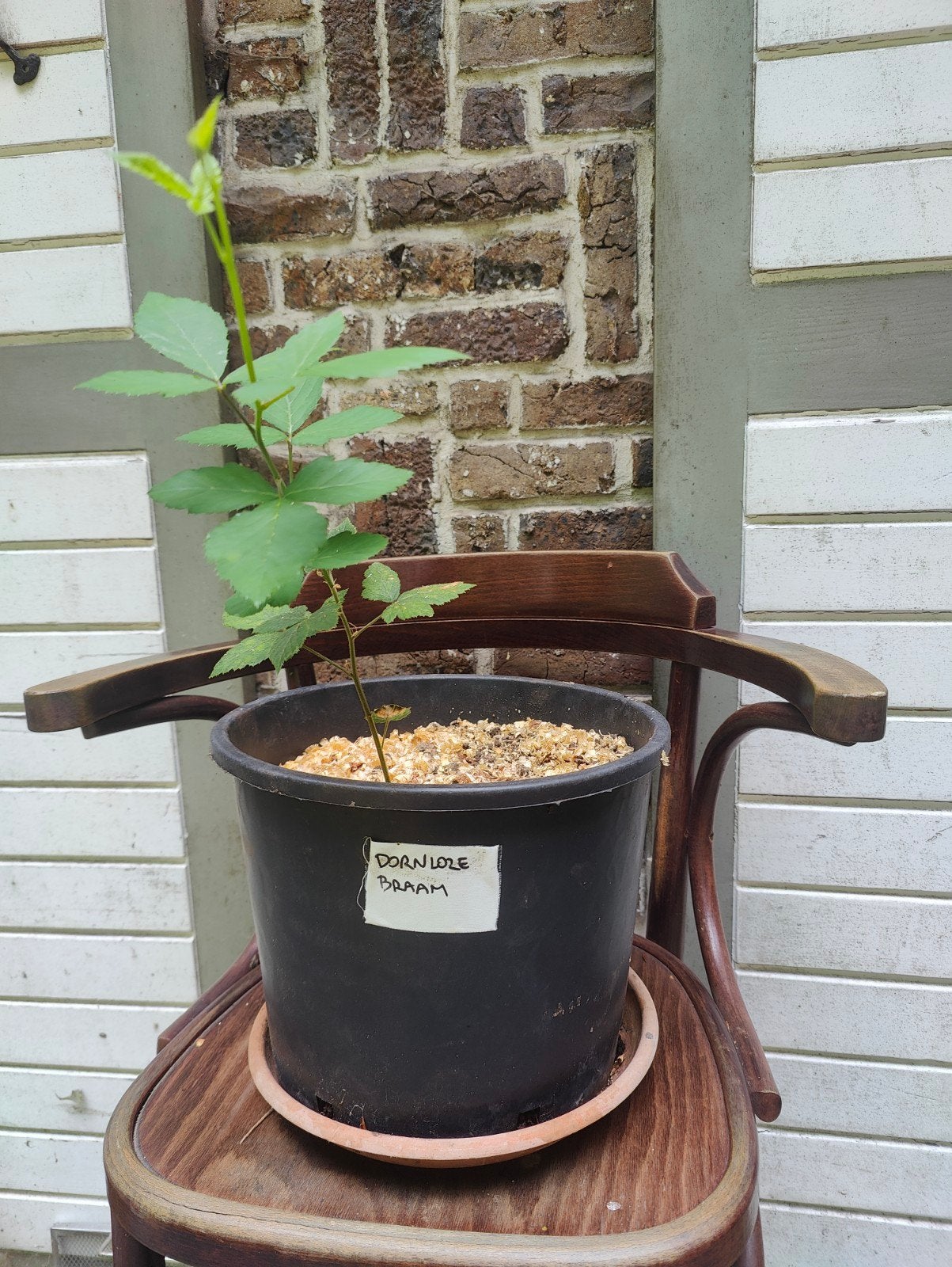 Bio doorenloze braam, Tuin en Terras, Ophalen