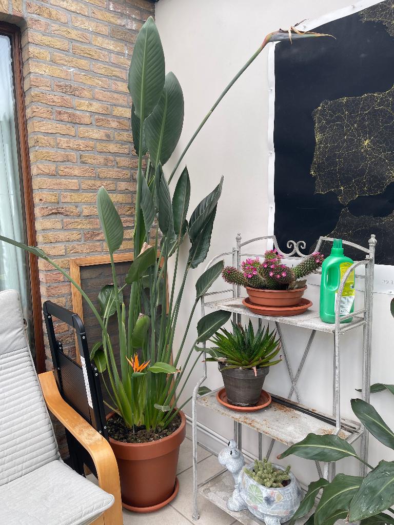 Strelitzia oiseau du paradis, Plante à fleurs, Enlèvement, Autres espèces, 200 cm ou plus