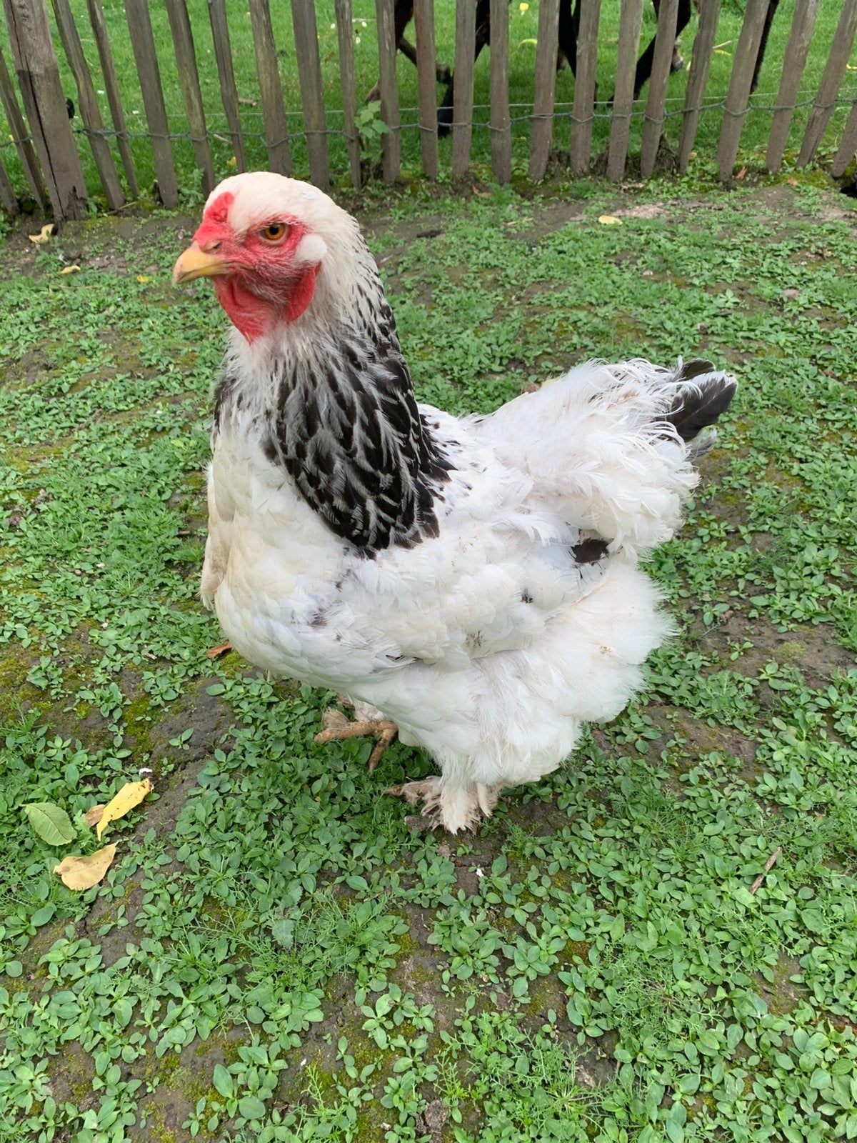 Oeufs fécondés de Brahma Pure race, Animaux & Accessoires, Plusieurs animaux, Poule ou poulet
